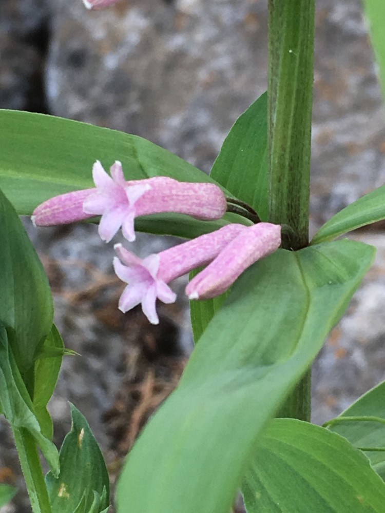 Zdjęcie rośliny: Kokoryczka / Polygonatum roseum