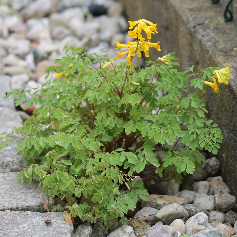 Zdjęcie rośliny: Kokorycz żółta / Pseudofumaria lutea (Corydalis lutea)