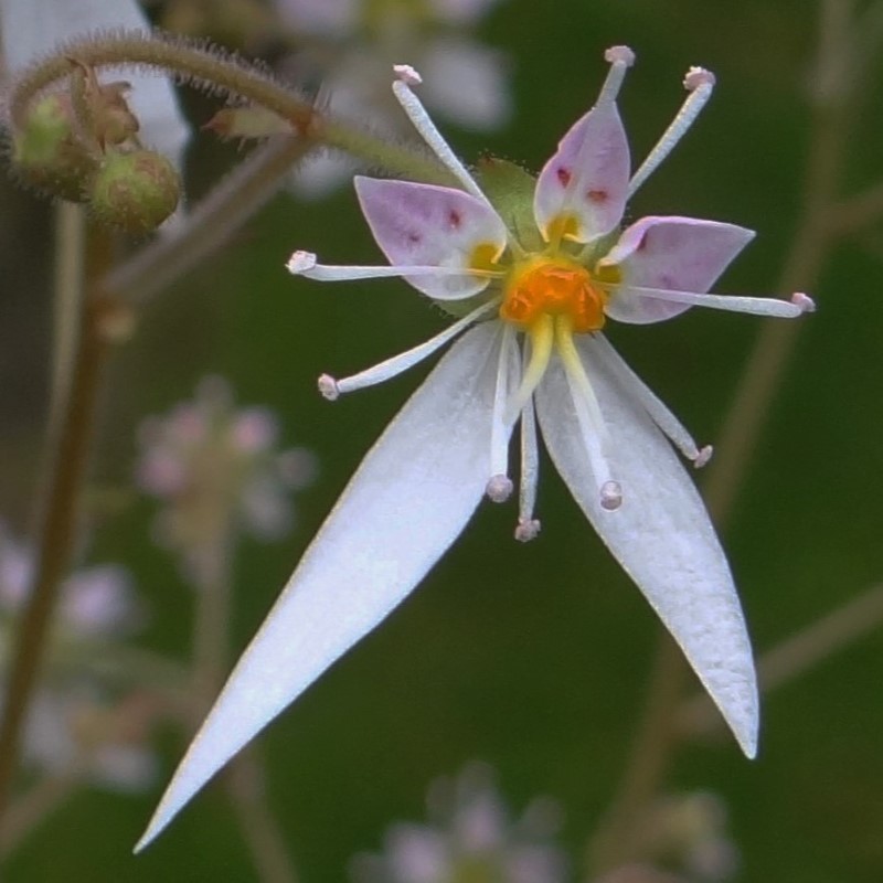 Zdjęcie rośliny: Skalnica rozłogowa / Saxifraga stolonifera
