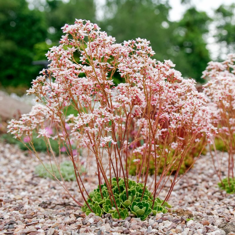 Zdjęcie rośliny: Skalnica / Saxifraga Winifred Bevington