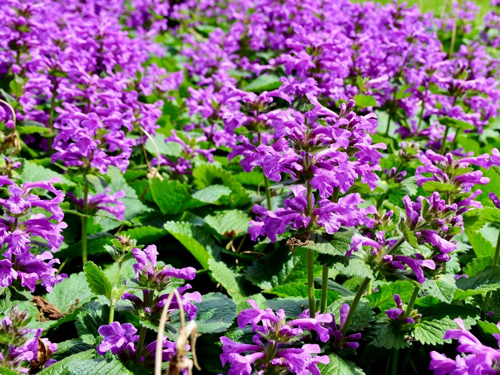 Zdjęcie rośliny: Czyściec wielkokwiatowy / Stachys macrantha