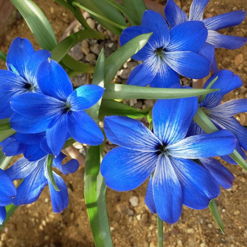 Zdjęcie rośliny: Krokus chilijski niebieski (3 cebulki) / Tecophilaea cyanocrocus