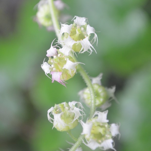 Zdjęcie rośliny: Telima wielkokwiatowa / Tellima grandiflora