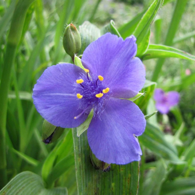 Zdjęcie rośliny: Trzykrotka Andersona (miks kolorów) / Tradescantia andersoniana