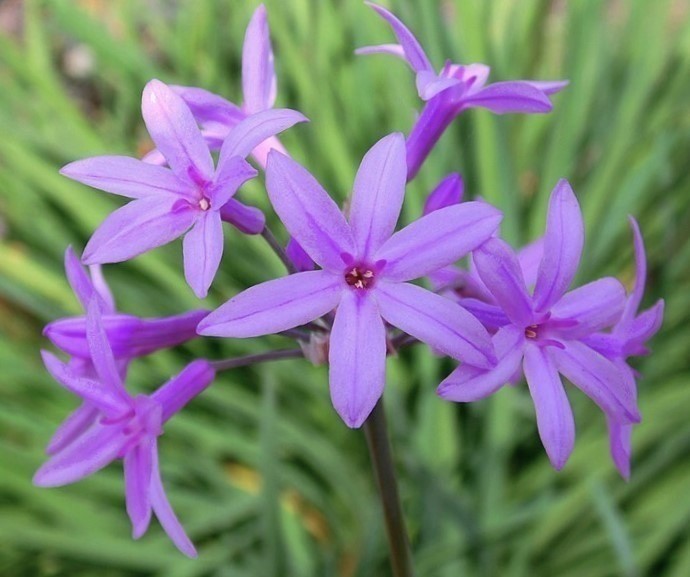 Zdjęcie rośliny: Tulbagia fioletowa / Tulbaghia violacea