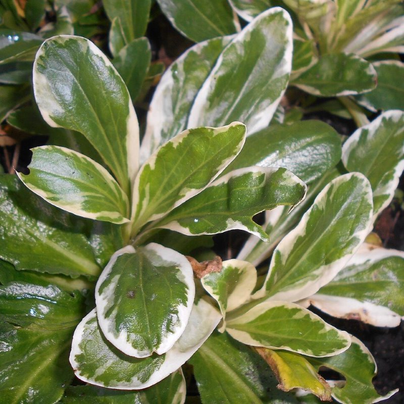Zdjęcie rośliny: Przetacznik goryczkowaty / Veronica gentianoides Variegata