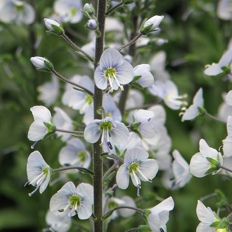 Zdjęcie rośliny: Przetacznik goryczkowaty / Veronica gentianoides Variegata