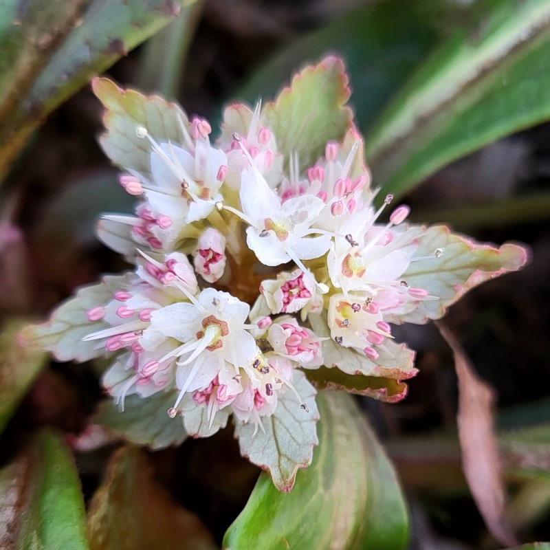Zdjęcie rośliny: Śledziennica wielkolistna / Chrysosplenium macrophyllum f. verte