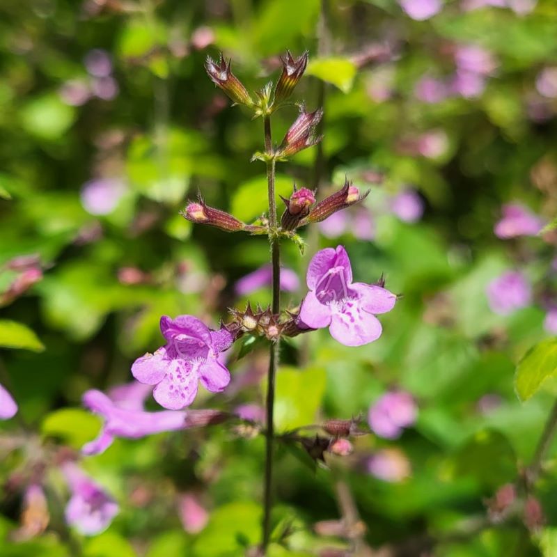 Zdjęcie rośliny: Kalaminta mniejsza (klinopodium kocimiętkowate) / Clinopodium nepeta