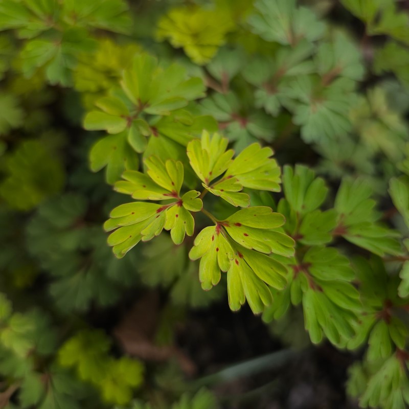 Zdjęcie rośliny: Kokorycz wzniesiona / Corydalis elata Golden Spinner