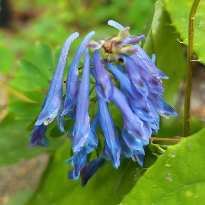 Zdjęcie rośliny: Kokorycz wzniesiona / Corydalis elata Golden Spinner