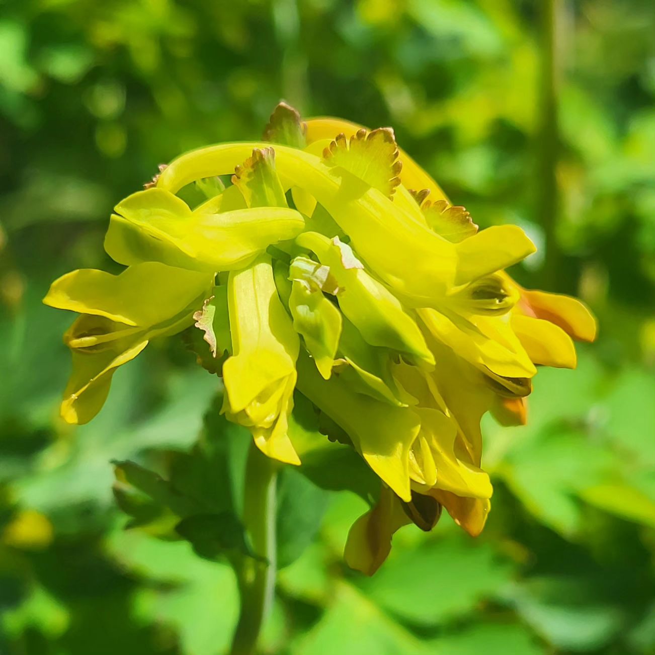 Zdjęcie rośliny: Kokorycz / Corydalis ellipticarpa „Anetka”