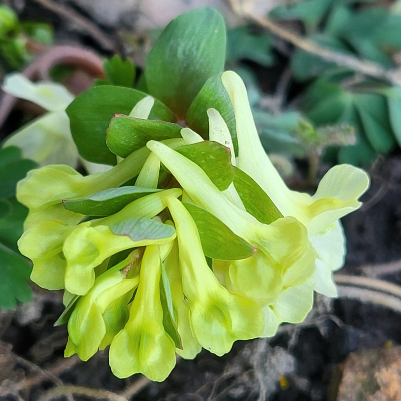 Zdjęcie rośliny: Kokorycz / Corydalis marschalliana