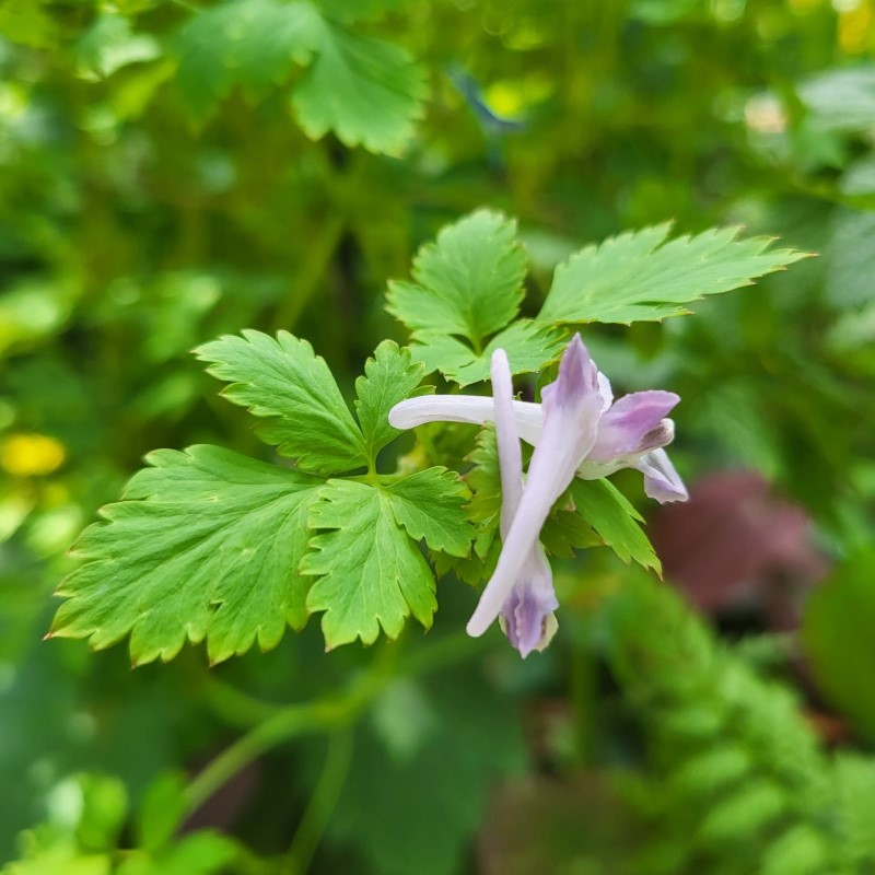 Zdjęcie rośliny: Kokorycz / Corydalis petrophila