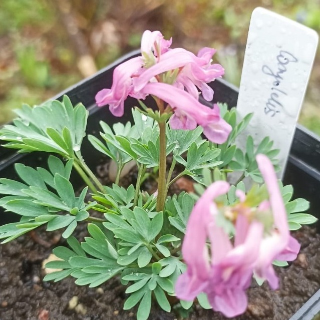 Zdjęcie rośliny: Kokorycz – kwiat różowy / Corydalis