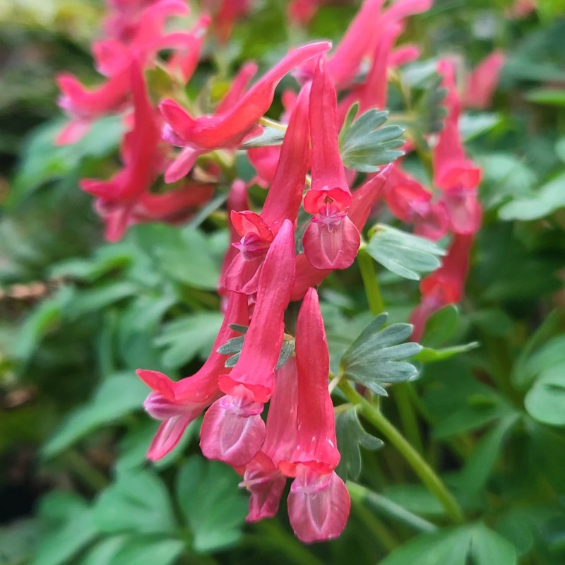 Zdjęcie rośliny: Kokorycz pełna − kwiat czerwony / Corydalis solida hybr.