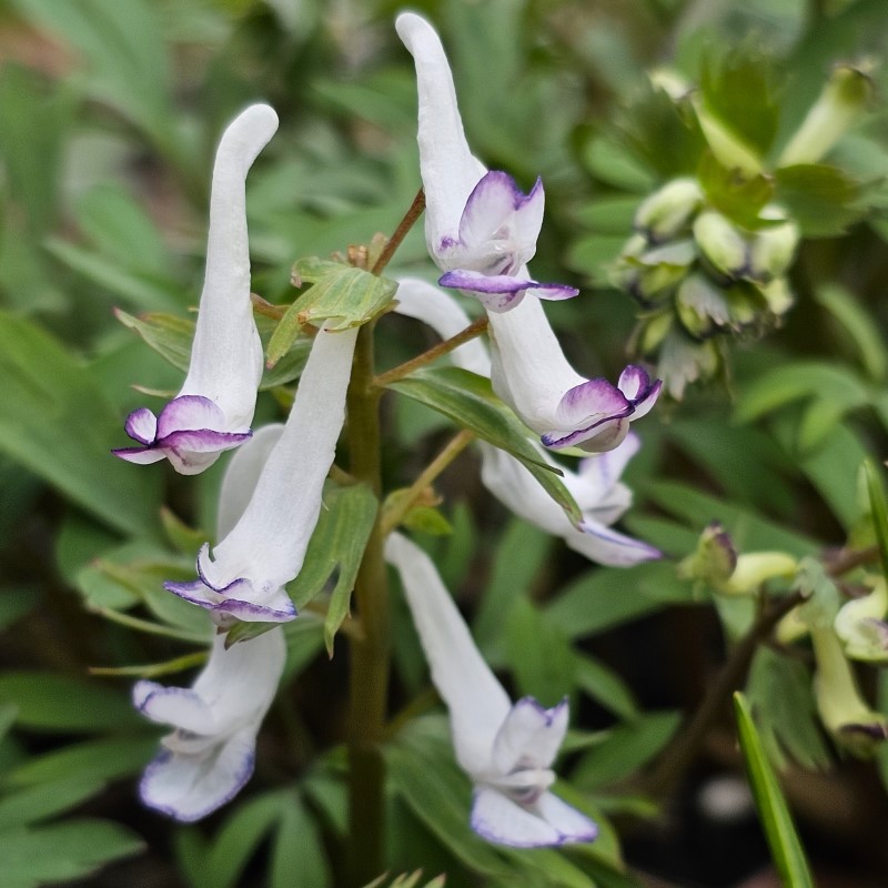 Zdjęcie rośliny: Kokorycz pełna (bulwa) / Corydalis solida Merlin