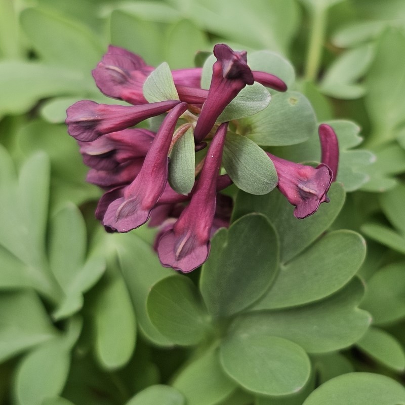 Zdjęcie rośliny: Kokorycz pełna / Corydalis solida Purple Bird