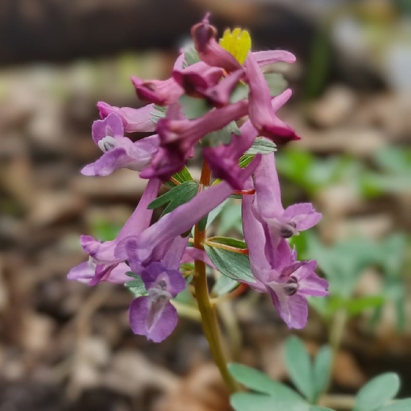 Zdjęcie rośliny: Kokorycz – kwiaty różowo-fioletowe / Corydalis