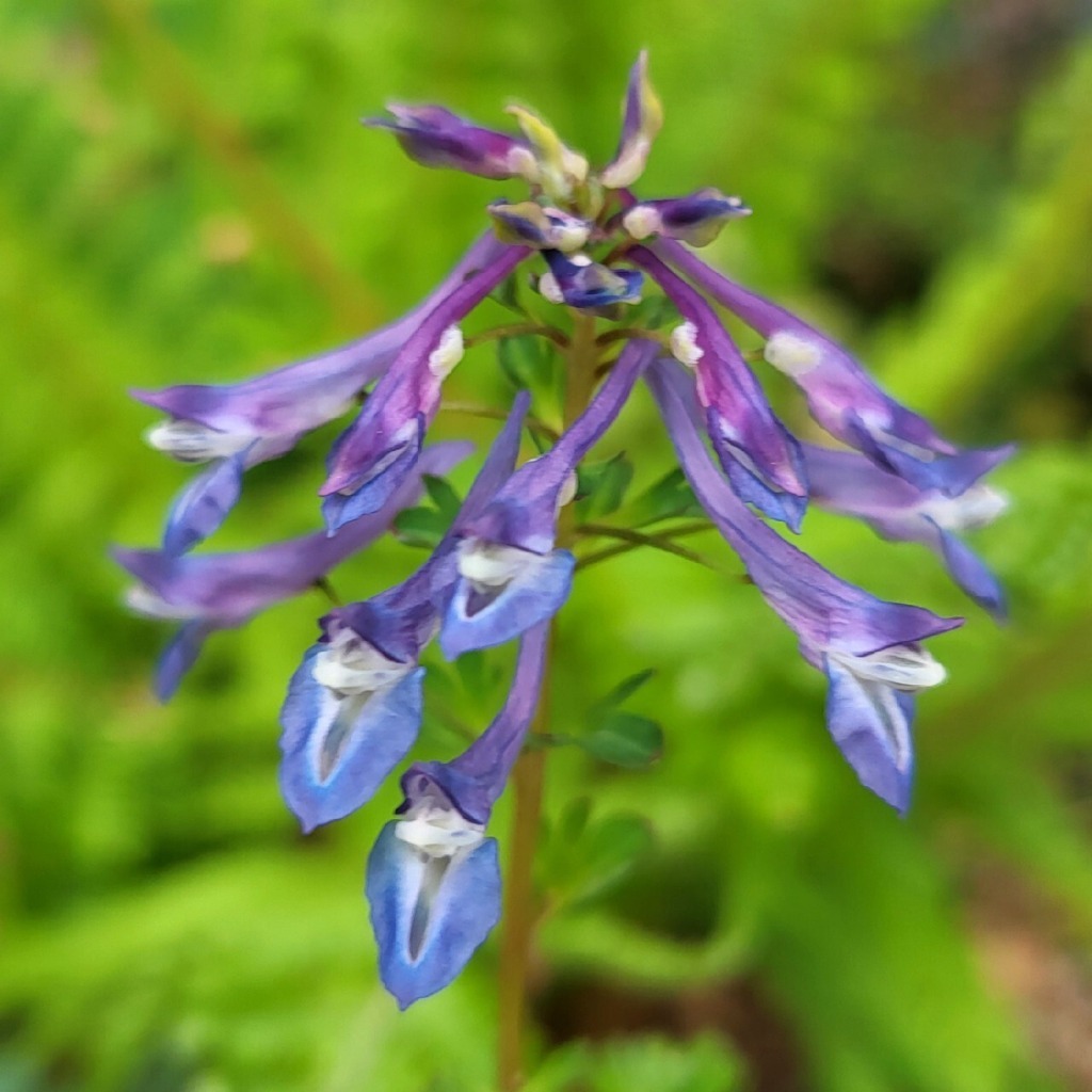 Zdjęcie rośliny: Kokorycz / Corydalis omeiana