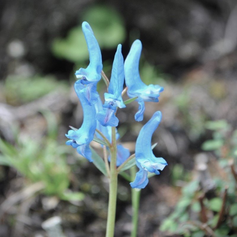 Zdjęcie rośliny: Kokorycz / Corydalis pachycentra