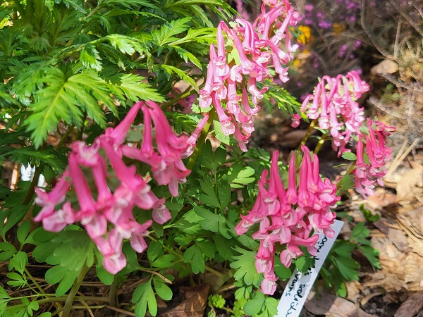 Zdjęcie rośliny: Kokorycz pełna / Corydalis solida Beth Evans