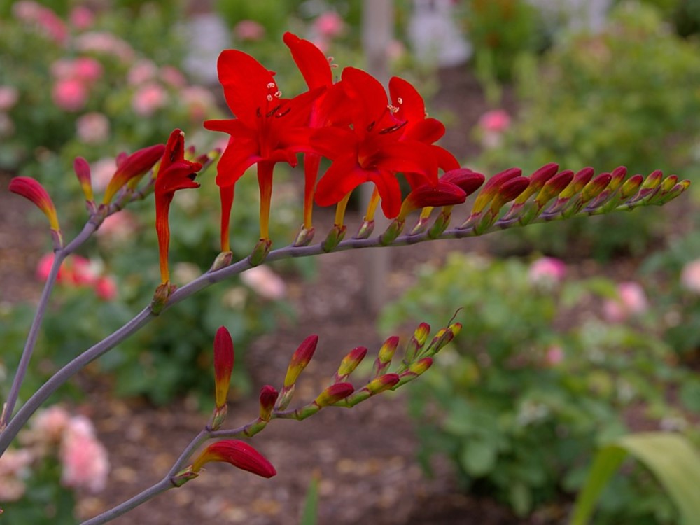 Zdjęcie rośliny: Krokosmia (cynobrówka) / Crocosmia Lucifer