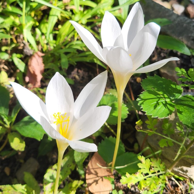 Zdjęcie rośliny: Krokus jesienny biały (2 sztuki) / Crocus ochroleucus