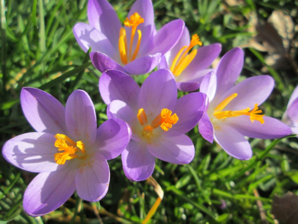 Zdjęcie rośliny: Krokus Tommasiniego / Crocus tommasinianus