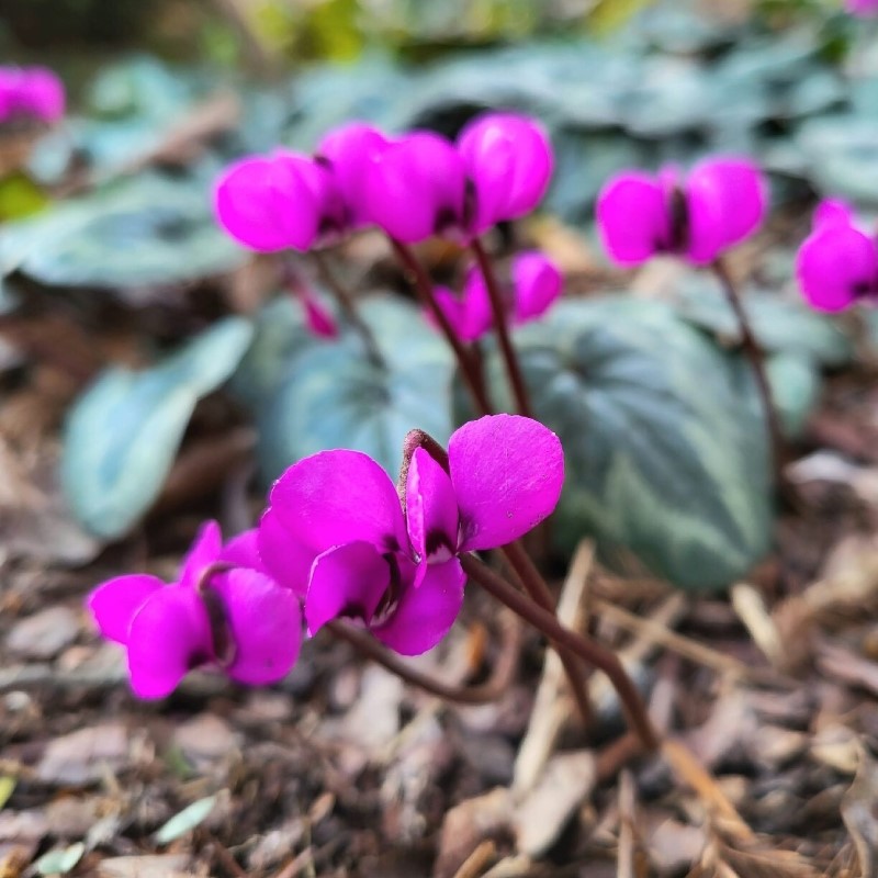 Zdjęcie rośliny: Cyklamen dyskowaty / Cyclamen coum
