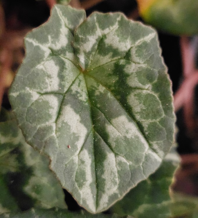 Zdjęcie rośliny: Cyklamen bluszczolistny (mix kolorów) / Cyclamen hederifolium