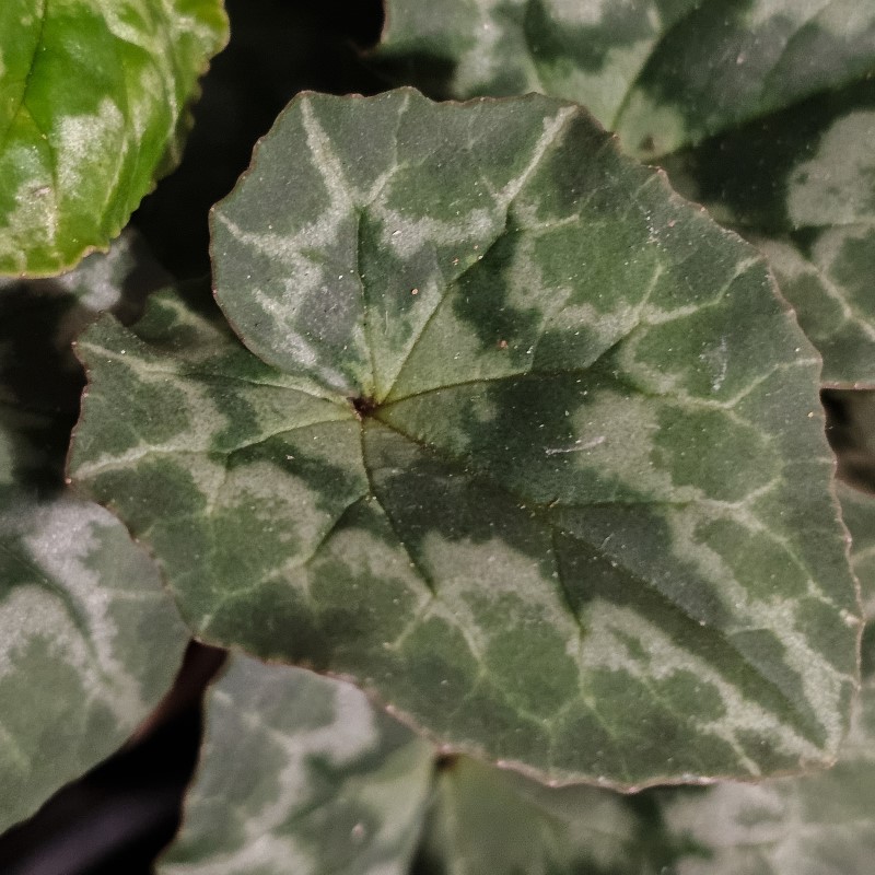 Zdjęcie rośliny: Cyklamen bluszczolistny (mix kolorów) / Cyclamen hederifolium