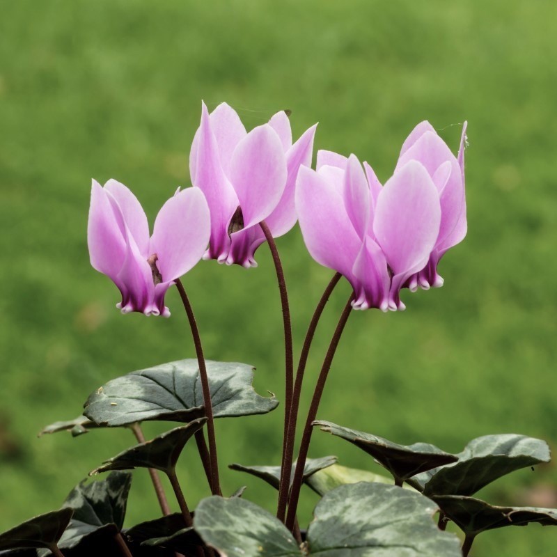 Zdjęcie rośliny: Cyklamen bluszczolistny / Cyclamen hederifolium