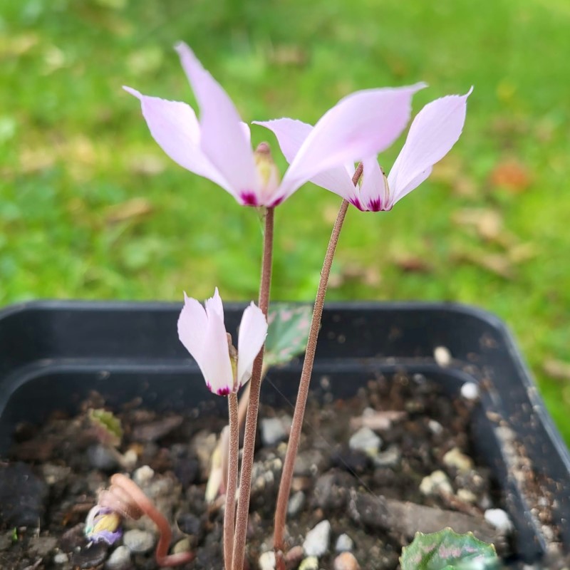 Zdjęcie rośliny: Cyklamen przedziwny różowy / Cyclamen mirabile f.&nbsp;mirabile