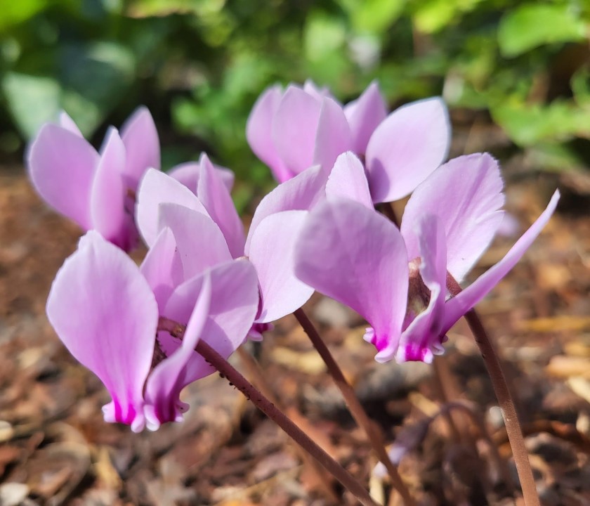 Zdjęcie rośliny: Cyklamen bluszczolistny różowy / Cyclamen hederifolium Pink