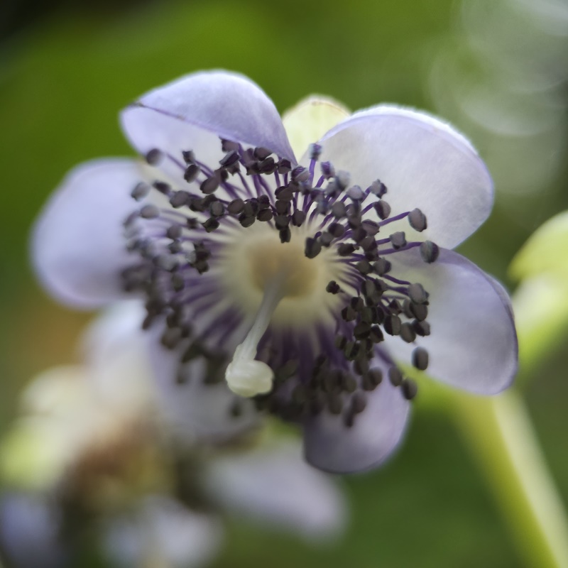 Zdjęcie rośliny: Dejnante niebieskie (Pięknokwiat) / Deinanthe caerulea