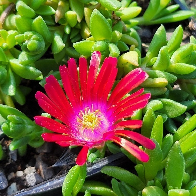 Zdjęcie rośliny: Słonecznica czerwona / Delosperma Sundella Red