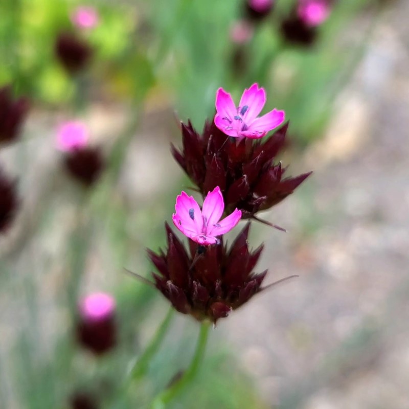 Zdjęcie rośliny: Goździk / Dianthus giganteiformis ssp. pontederae