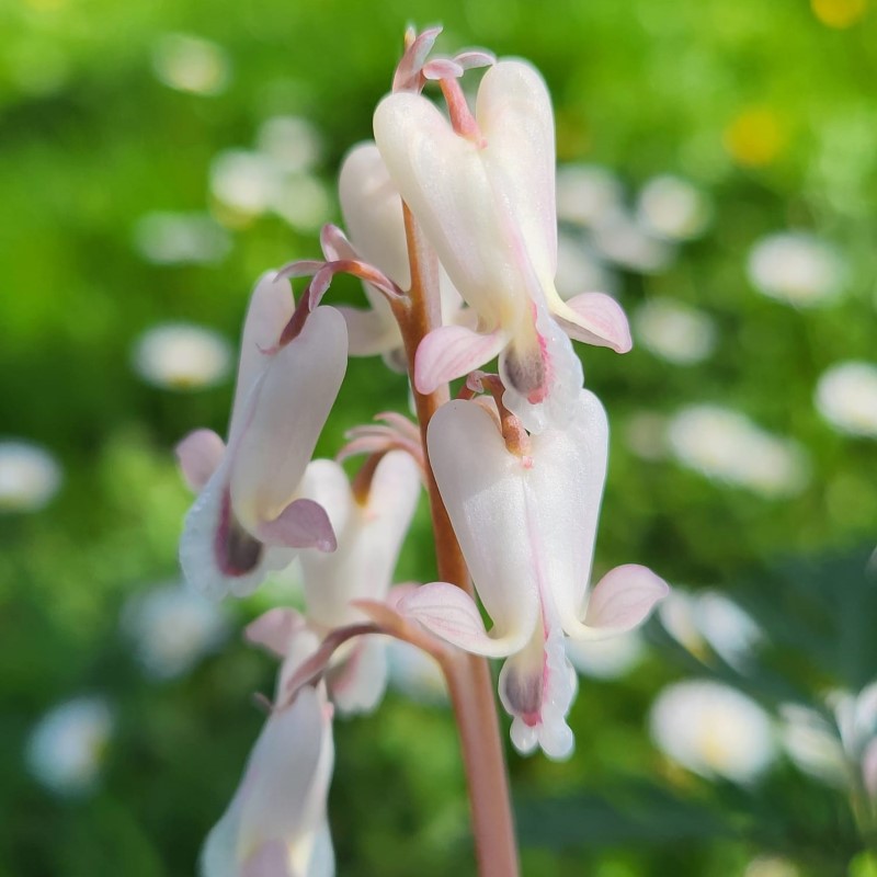 Zdjęcie rośliny: Serduszka kanadyjska / Dicentra canadensis