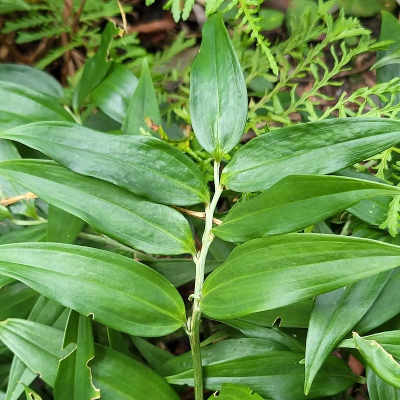 Zdjęcie rośliny: Disporopsis pernyi
