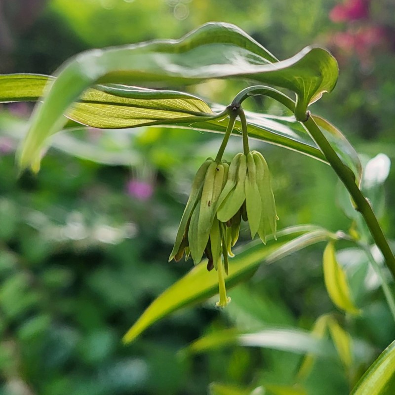 Zdjęcie rośliny: Parnik / Disporum longistylum (cantoniense) Green Giant
