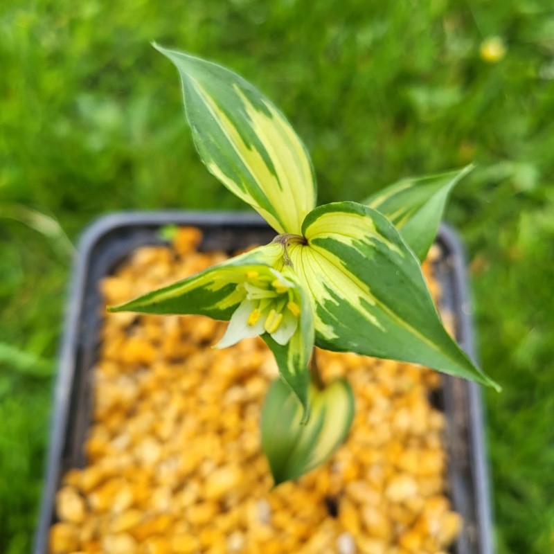 Zdjęcie rośliny: Parnik / Disporum smilacinum Daisetsurei
