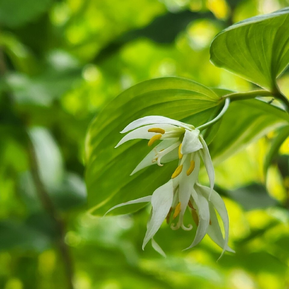 Zdjęcie rośliny: Parnik / Disporum smilacinum Kino Tsukasa