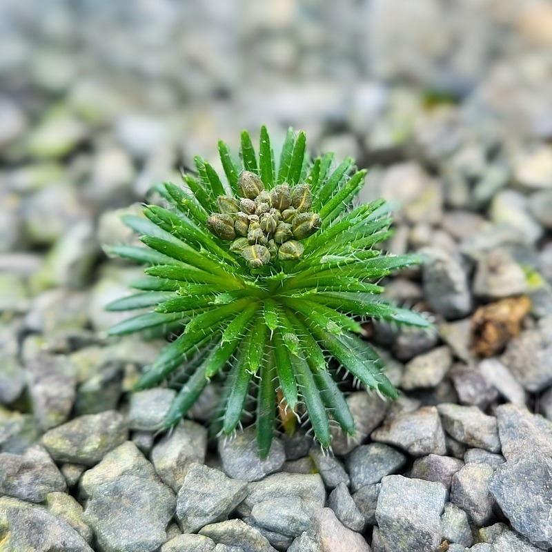 Zdjęcie rośliny: Głodek / Draba sphaeroides