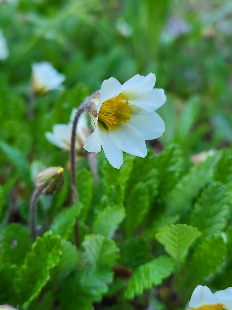 Zdjęcie rośliny: Dębik ośmiopłatkowy / Dryas octopetala