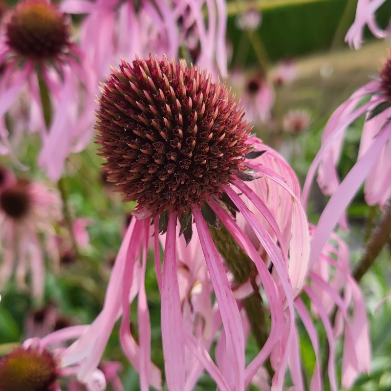 Zdjęcie rośliny: Jeżówka blada / Echinacea pallida