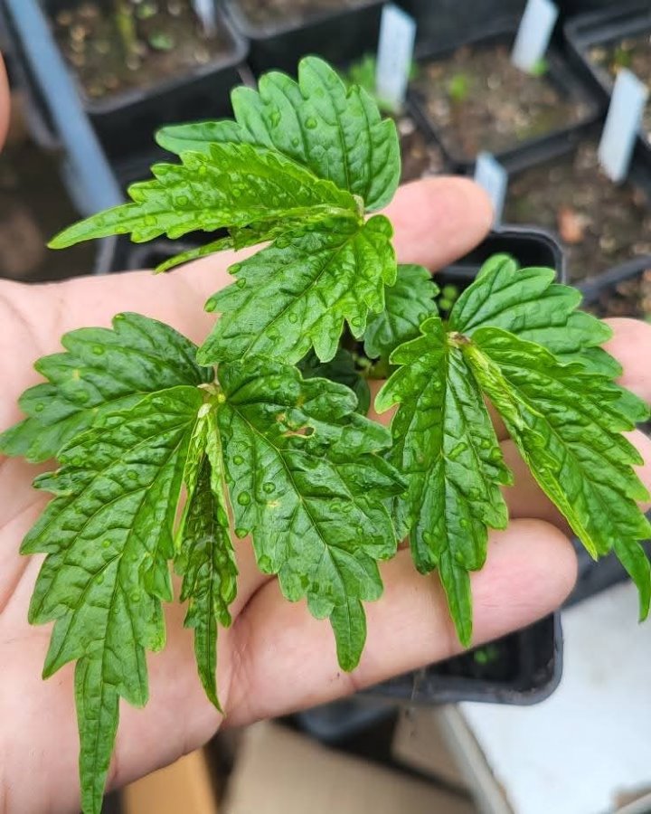 Zdjęcie rośliny: Elatostema baldaszkowata / Elatostema umbellatum Dents de Kyoto