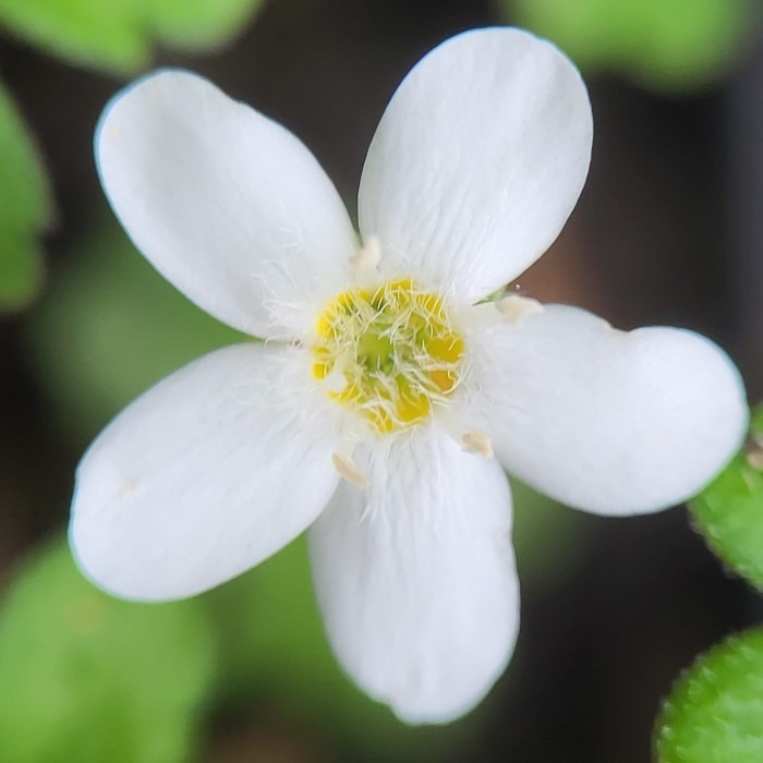 Zdjęcie rośliny: Ellisiophyllum pierzaste / Ellisiophyllum pinnatum