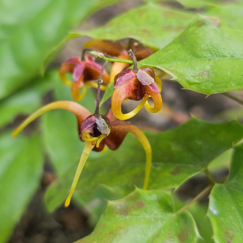 Zdjęcie rośliny: Epimedium Anardil