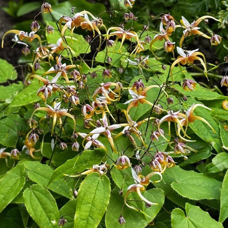 Zdjęcie rośliny: Epimedium Fantur